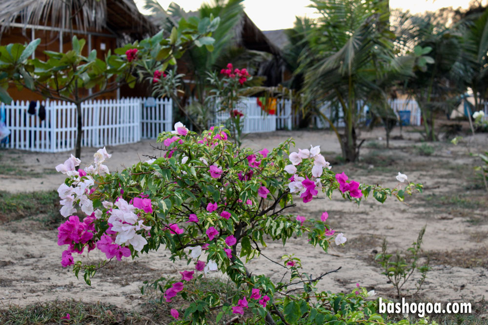 garden-view-basho-cafe-arambol (2)